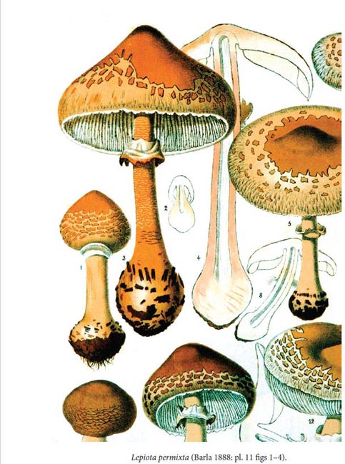 Macrolepiota permixta = Macrolepiota procera var. permixta