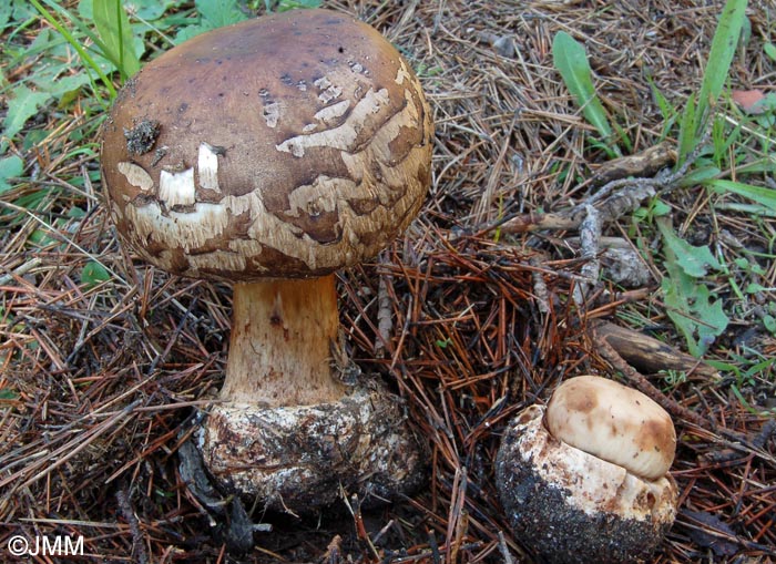 Macrolepiota permixta = Macrolepiota procera var. permixta