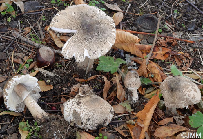 Macrolepiota phaeodisca