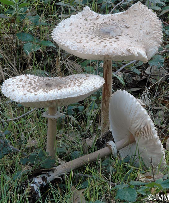 Macrolepiota procera