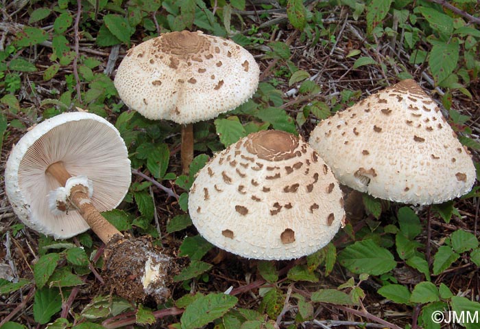 Macrolepiota procera