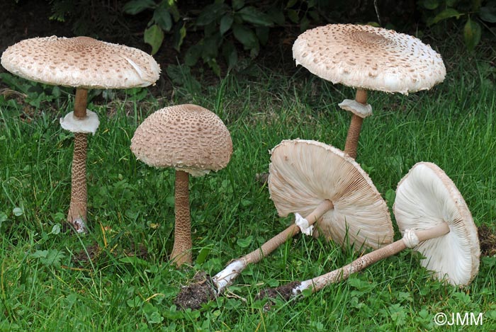 Macrolepiota procera