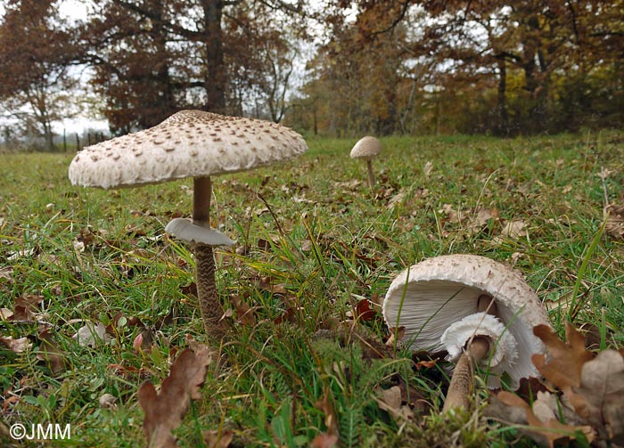 Macrolepiota procera