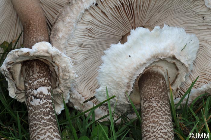 Macrolepiota procera