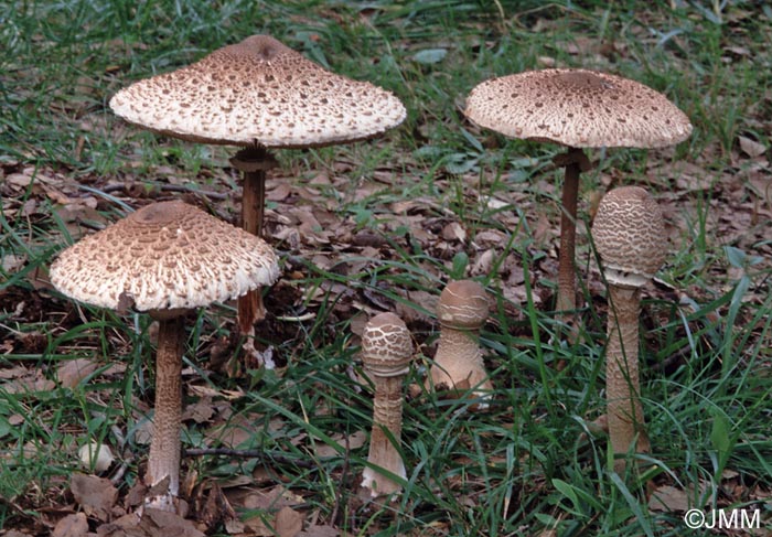 Macrolepiota procera var. mediterranea