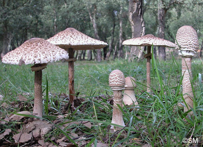 Macrolepiota procera var. mediterranea