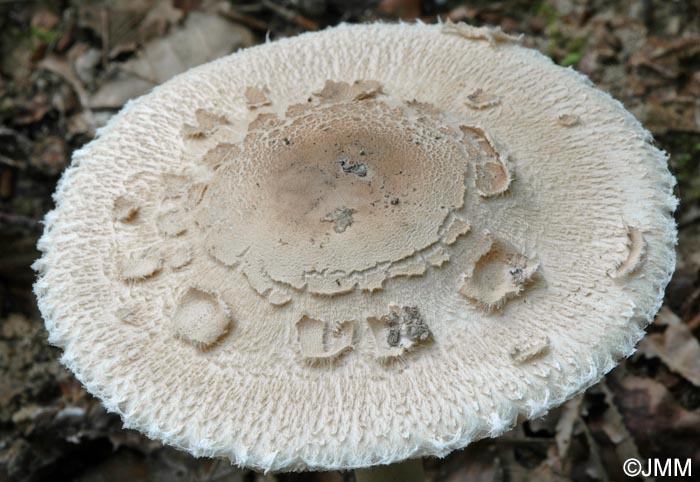 Macrolepiota rhodosperma = Macrolepiota konradii ss auct.