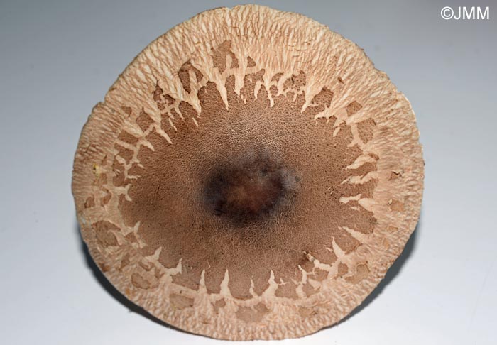 Macrolepiota rhodosperma = Macrolepiota konradii ss auct.