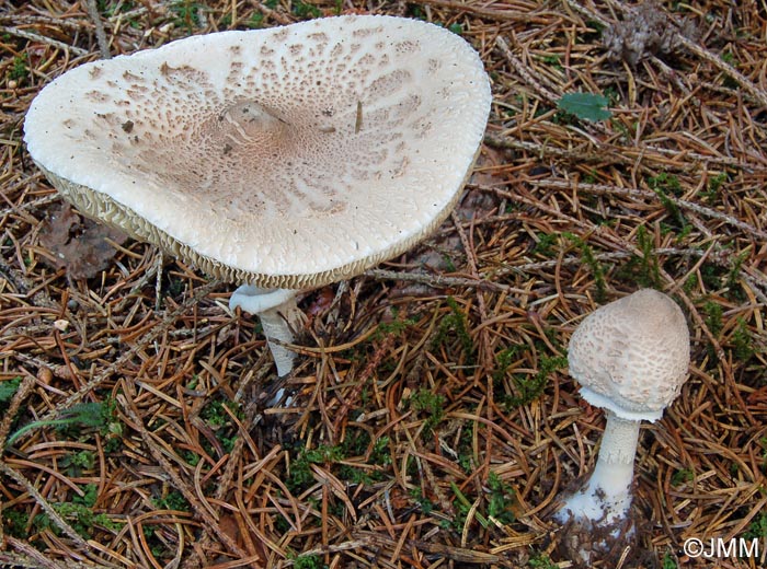 Macrolepiota rickenii = Macrolepiota gracilenta