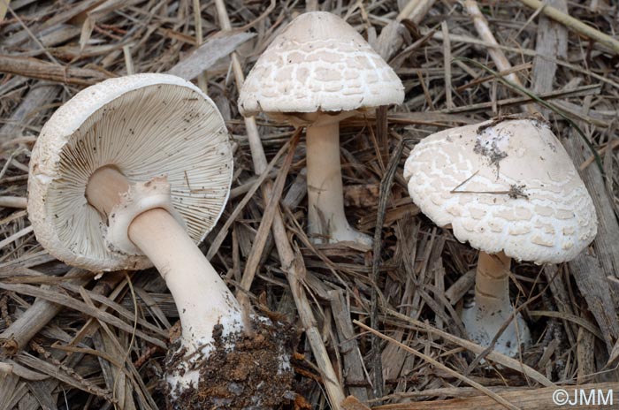 Macrolepiota subsquarrosa