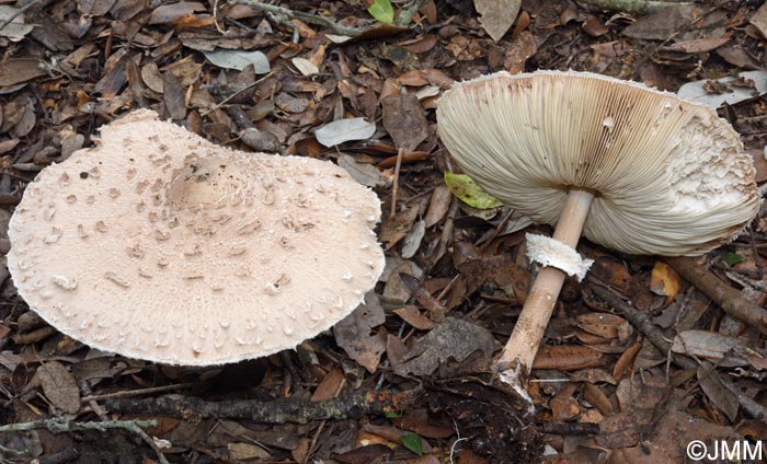 Macrolepiota subsquarrosa