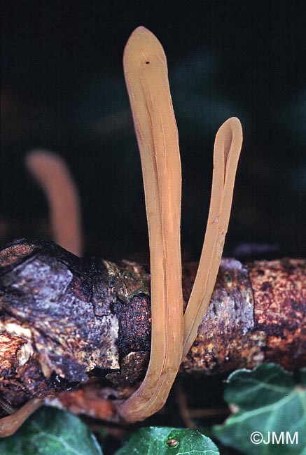 Macrotyphula fistulosa var. contorta