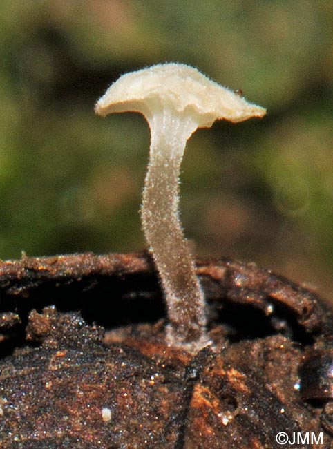 Marasmiellus omphaliiformis