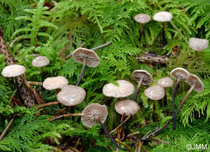 Marasmiellus perforans = Micromphale perforans