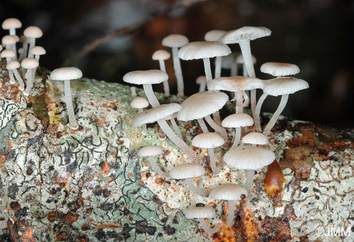 Marasmiellus ramealis