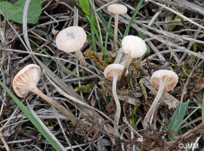 Marasmiellus tricolor