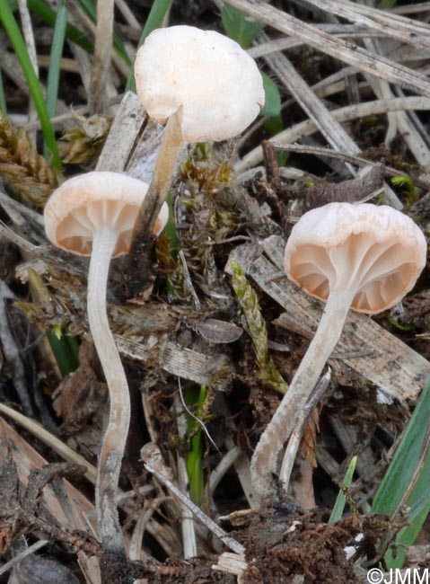 Marasmiellus tricolor