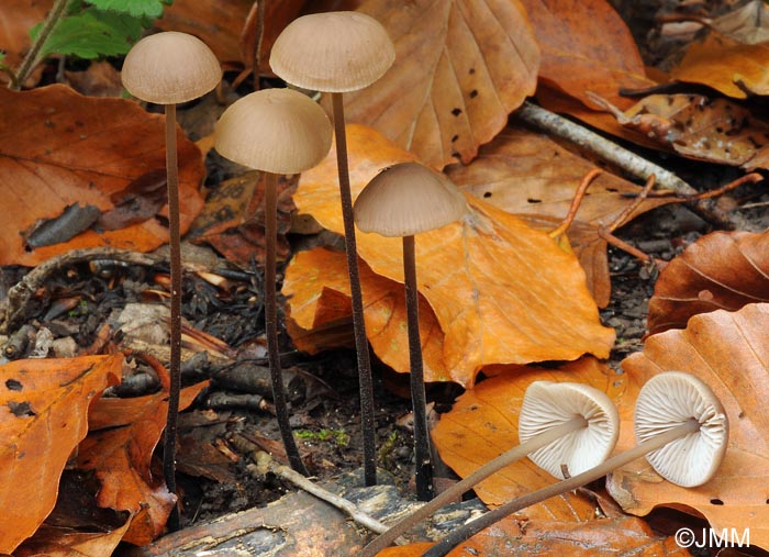 Marasmius alliaceus