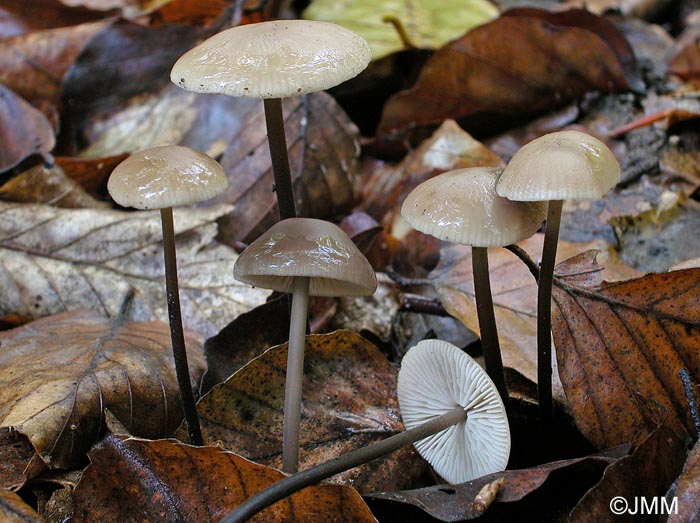 Marasmius alliaceus