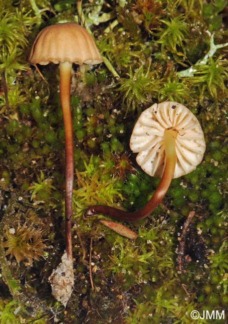 Marasmius anomalus = Marasmius littoralis