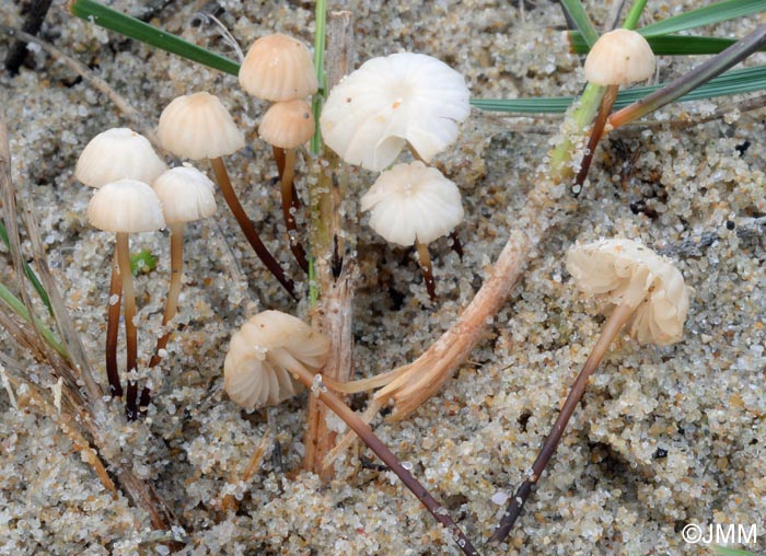 Marasmius anomalus = Marasmius littoralis