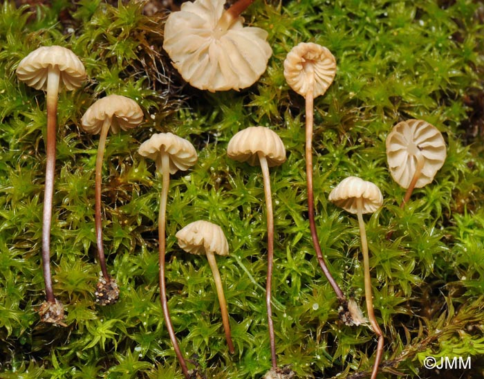 Marasmius anomalus = Marasmius littoralis