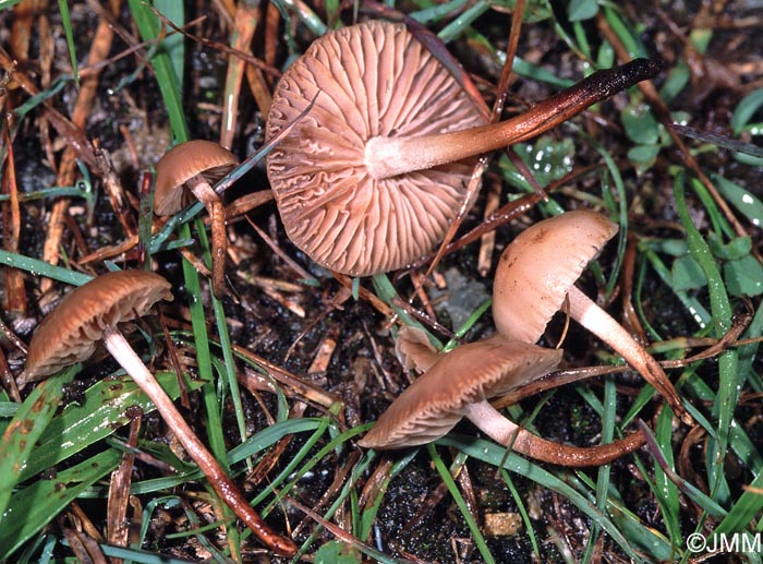 Marasmius cespitum =? Marasmius pseudoglobularis