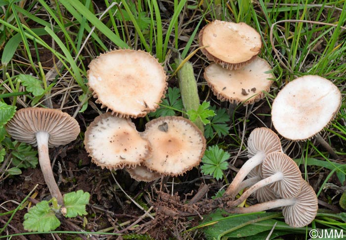 Marasmius cespitum =? Marasmius pseudoglobularis