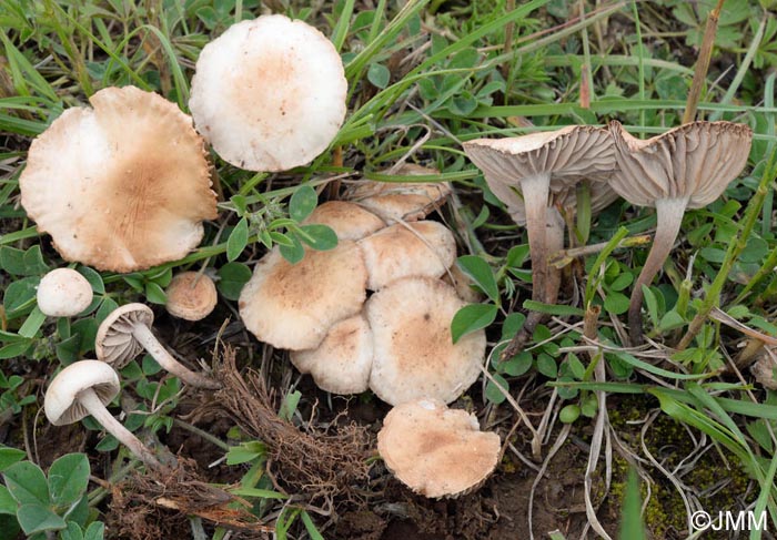 Marasmius cespitum =? Marasmius pseudoglobularis