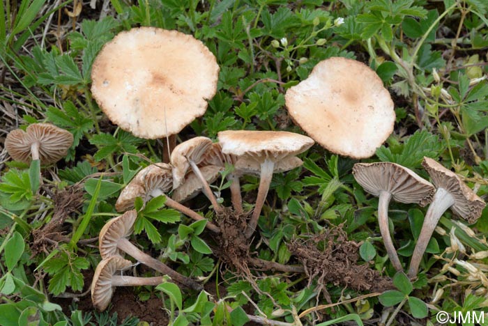 Marasmius cespitum =? Marasmius pseudoglobularis