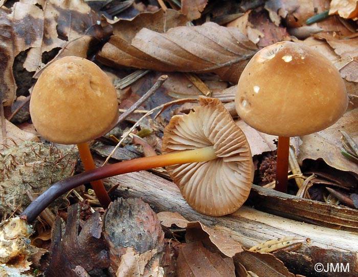 Marasmius cohaerens