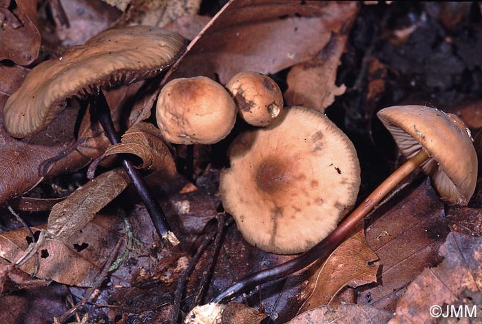 Marasmius cohaerens