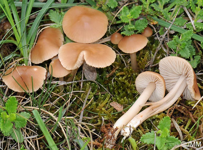 Marasmius collinus