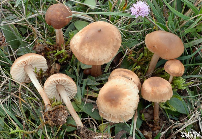 Marasmius collinus