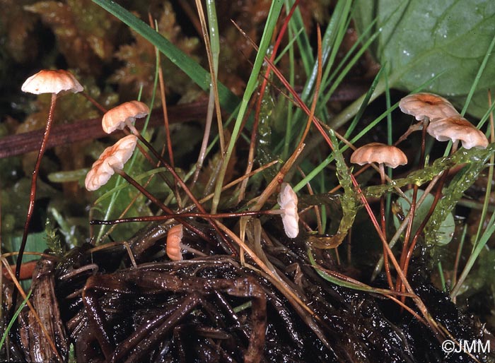 Marasmius curreyi