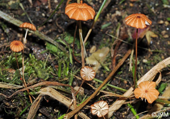 Marasmius curreyi