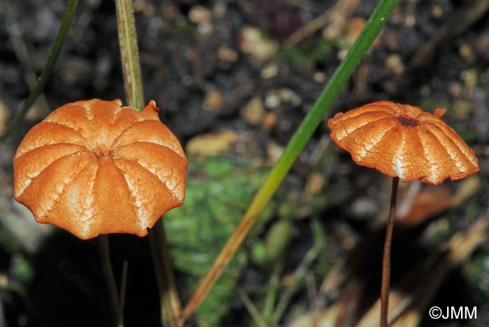 Marasmius curreyi