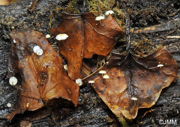 Marasmius epiphylloides