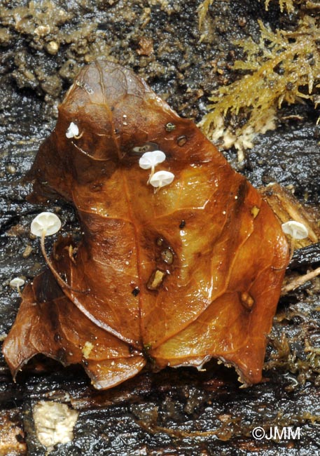 Marasmius epiphylloides