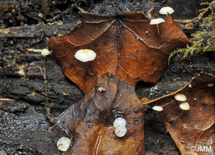 Marasmius epiphylloides