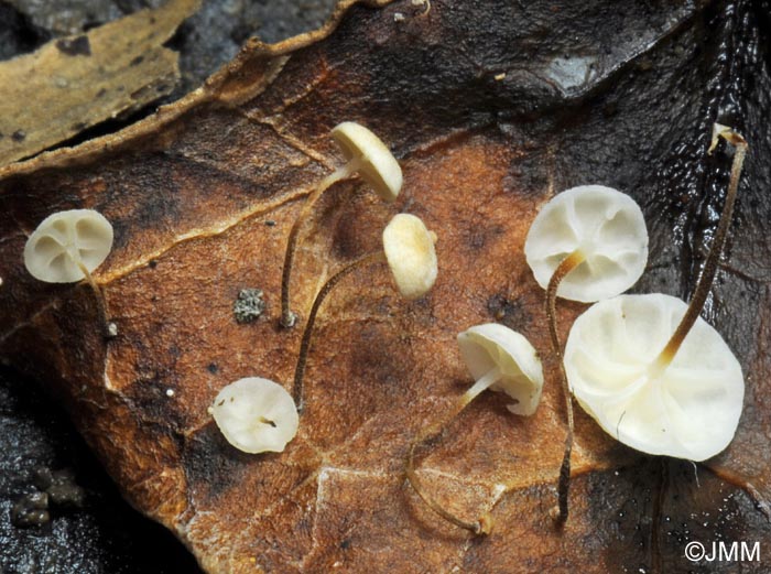 Marasmius epiphylloides