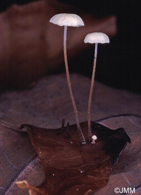 Marasmius epiphylloides