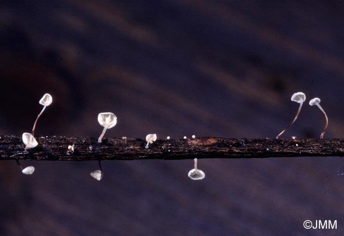 Marasmius favrei