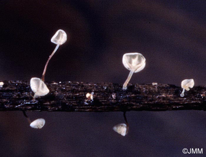 Marasmius favrei