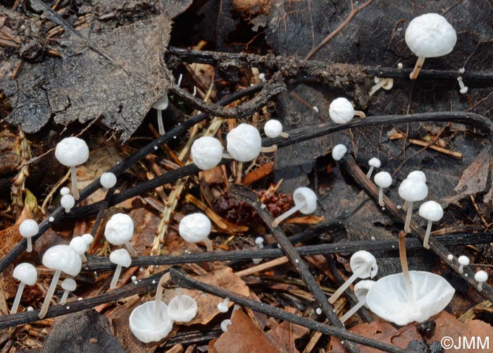 Marasmius favrei = Marasmius tremulae