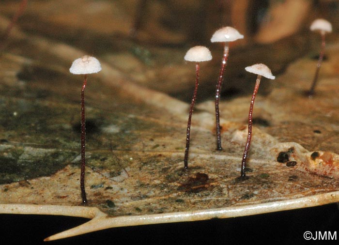 Marasmius hudsonii