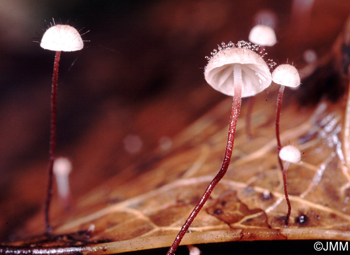 Marasmius hudsonii