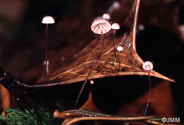 Marasmius hudsonii