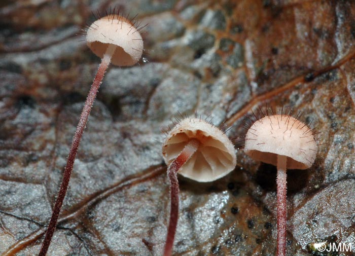 Marasmius hudsonii