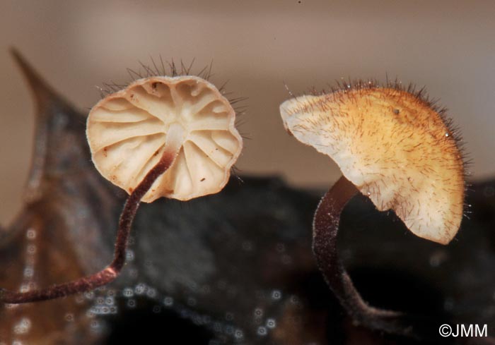 Marasmius hudsonii